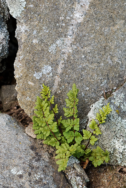 Oeosporangium pteridioides (=Cheilanthes maderensis) / Felcetta di Madera